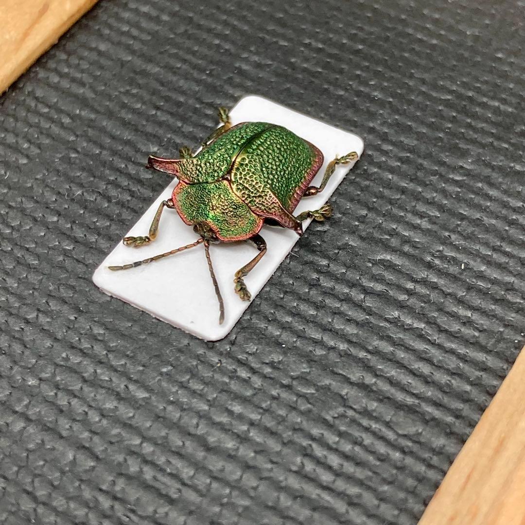 金属で出来たようなブローチハムシ【標本】