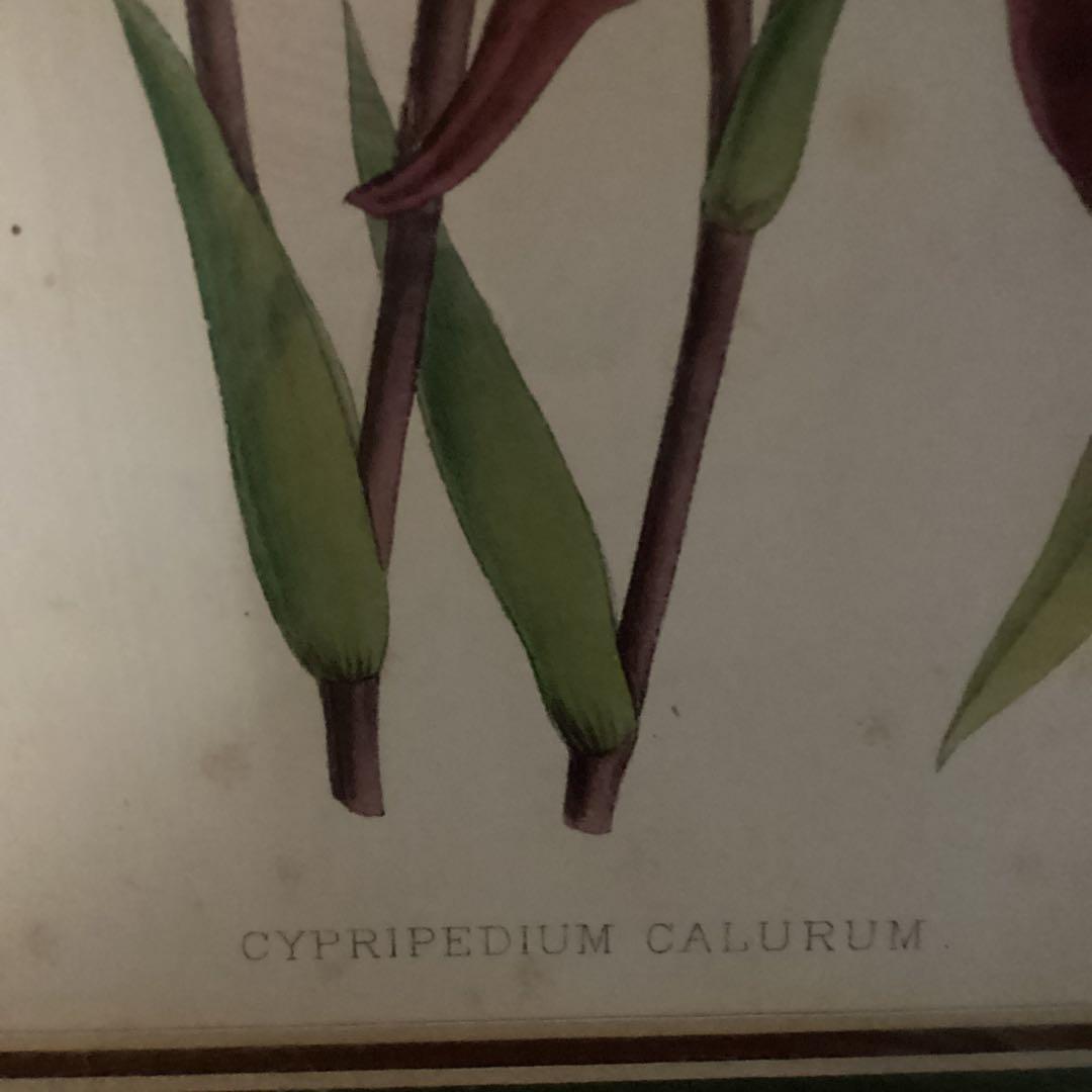 シペリウジウム　カルルム　【蘭科アツモリ草属】シンガポールラッフル