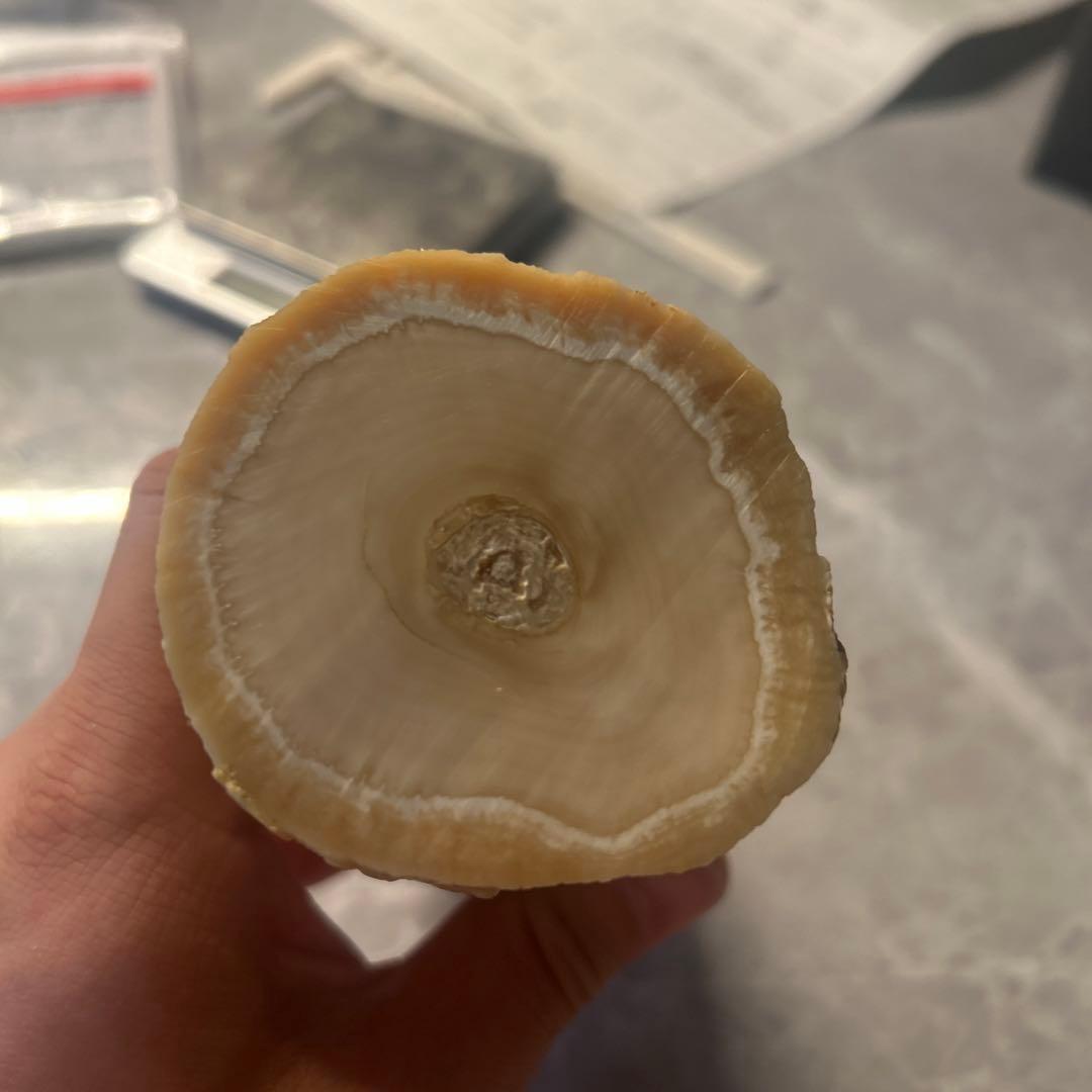 ウニコール イッカク鯨 鯨歯 超貴重 ブロック材 標本