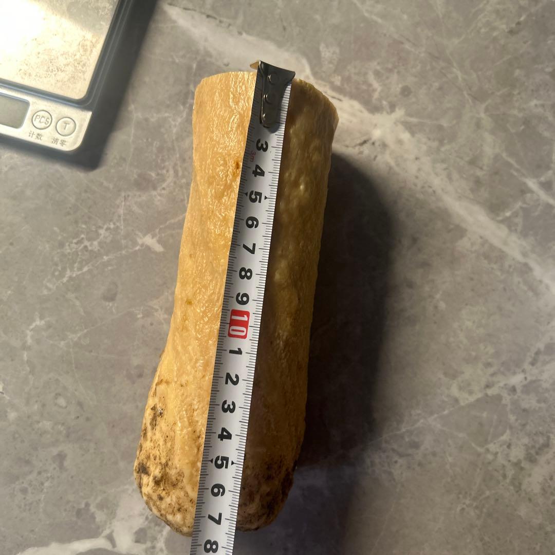 ウニコール イッカク鯨 鯨歯 超貴重 ブロック材 標本