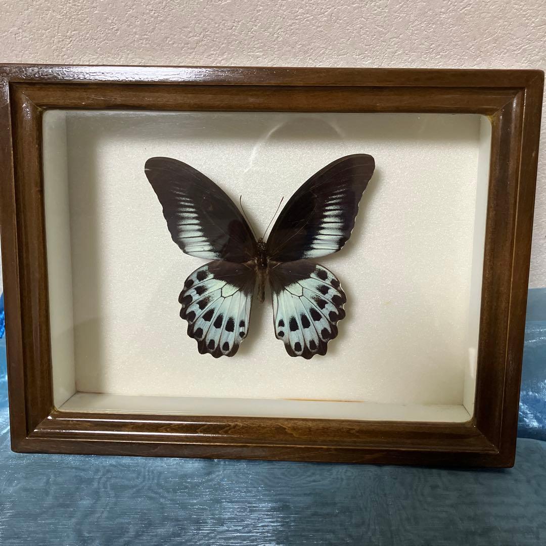 テンジクアゲハ