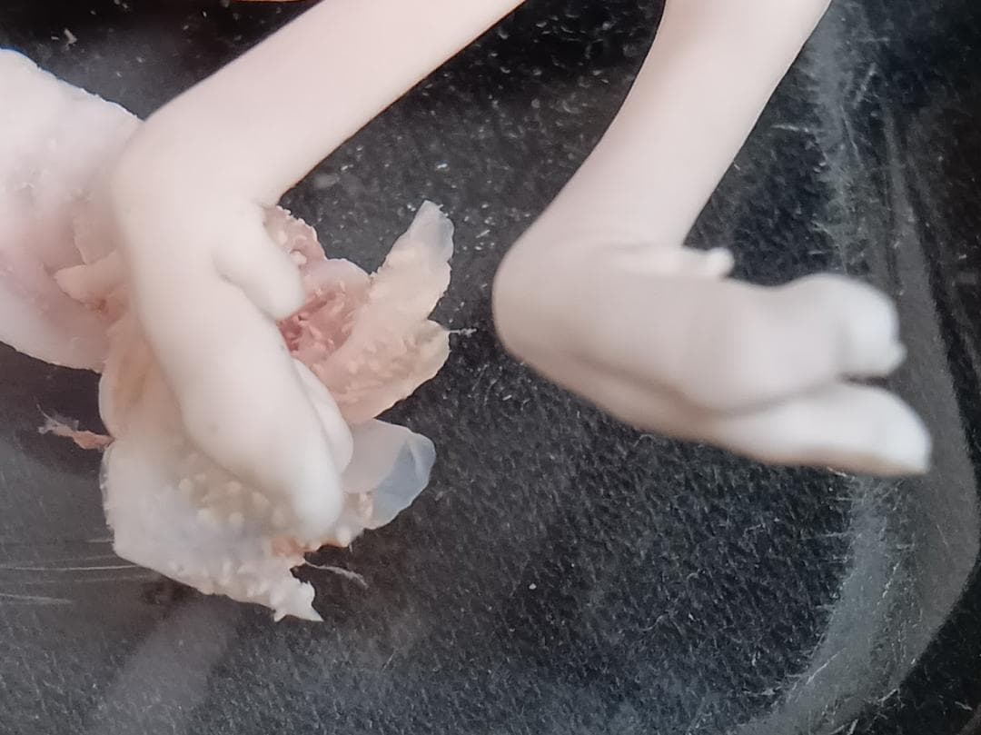 【学術標本】種名ニホンジカ　胎児（♂）　エタノール浸漬標本　頭胴長約１２０ｍｍ