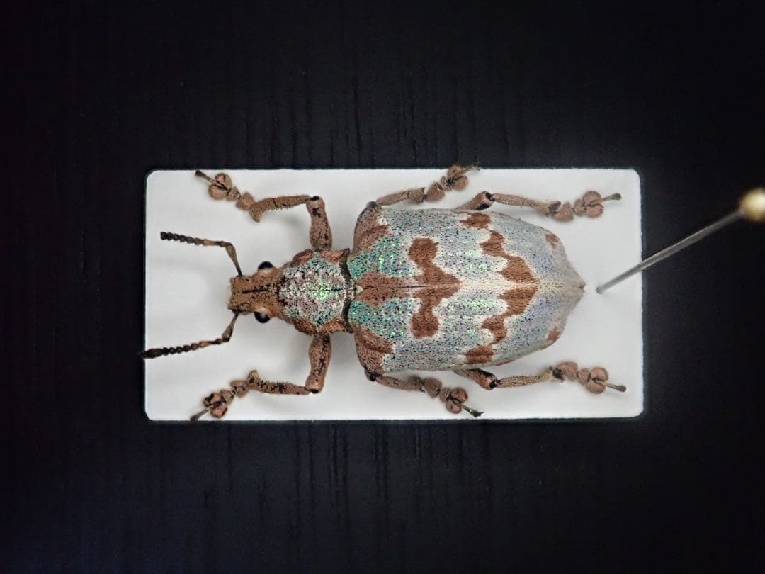 南米の美麗ゾウムシ　大型