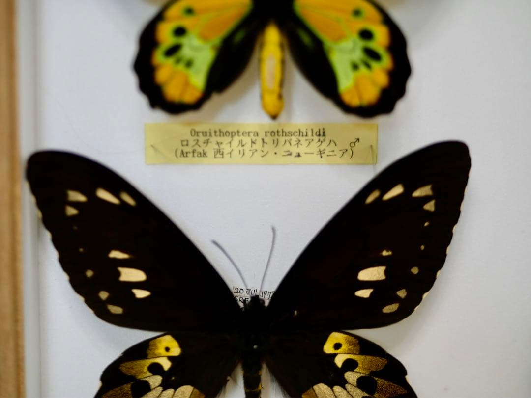 蝶標本  ロスチャイルドトリバネアゲハ 産地別コレクション 研究用 大型ドイツ箱