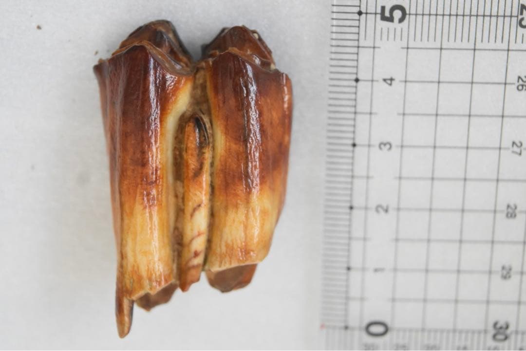 沖縄産　哺乳類の歯化石