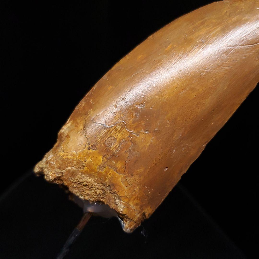 カルカロドントサウルス 歯 化石 本物 モロッコ産 99.24mm fr92