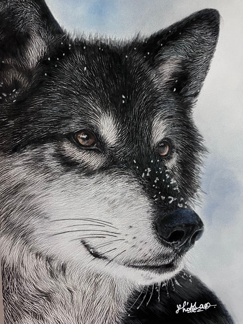 淡雪の狼 色鉛筆画 パステル
