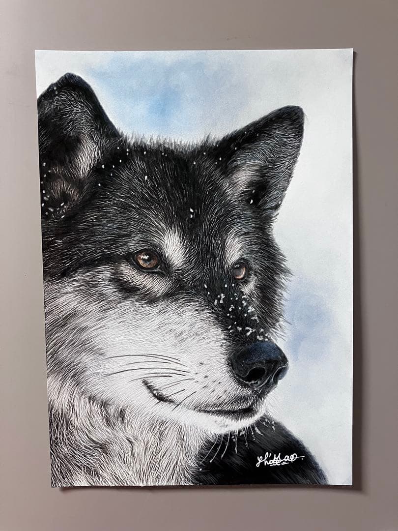 淡雪の狼 色鉛筆画 パステル