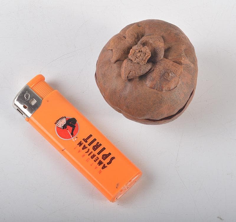 茶道具　マンゴスチン　内漆塗　時代箱　花押あり　M　R5248