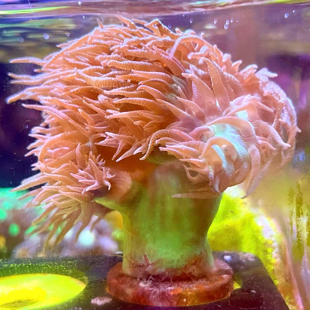 Yasu様　2点セット