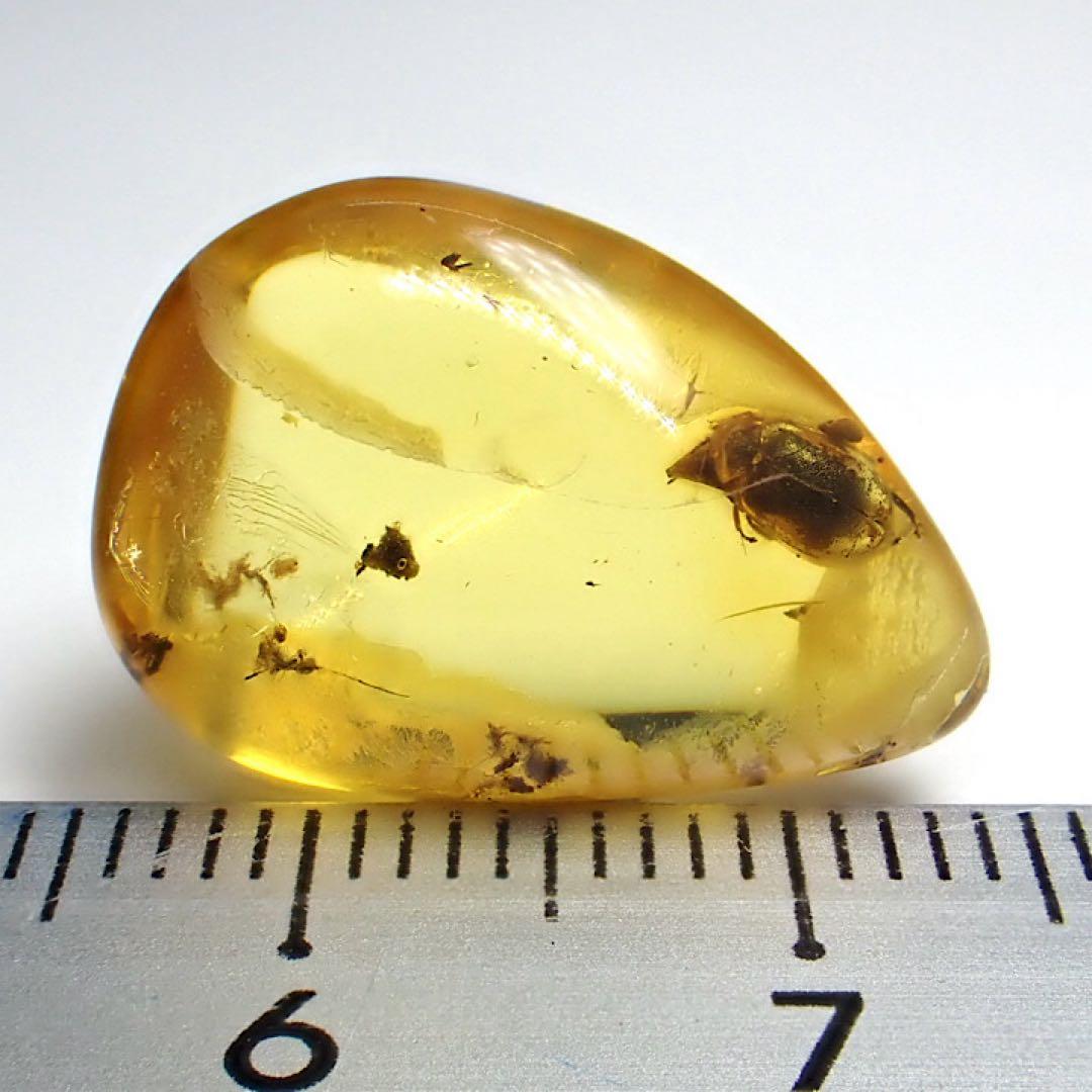 【バルト海産】虫入りコハク(虫入りアンバー)