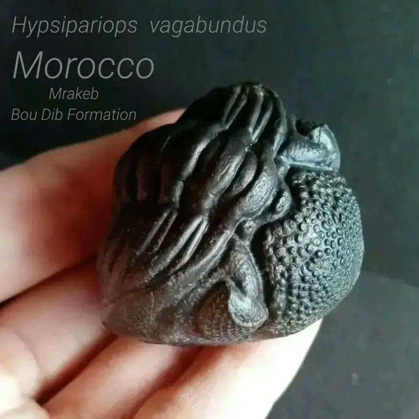 化石　骨格　標本　三葉虫　ファコプス　大型種