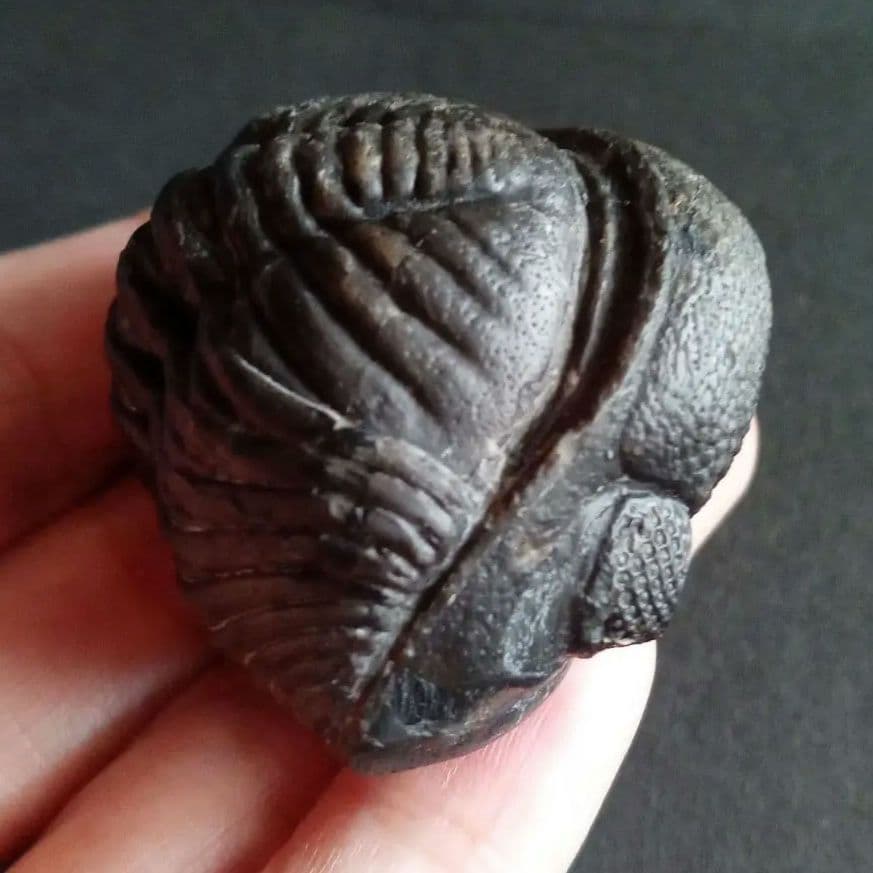 化石　骨格　標本　三葉虫　ファコプス　大型種