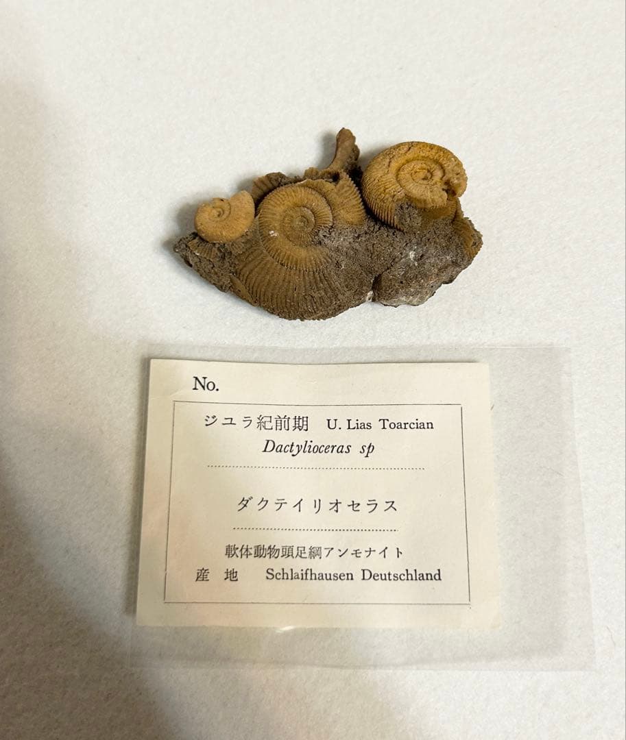 ジュラ紀前期 アンモナイト ダクティリオセラス 化石 標本 ドイツ産