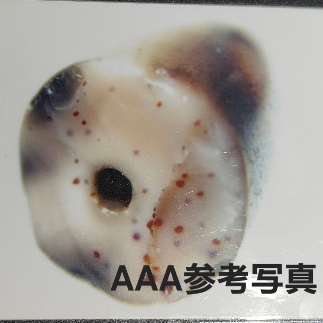 16 老礦　仏眼四眼天珠　天珠　天然石　　御守り　占い　ブレスレット　ネックレス