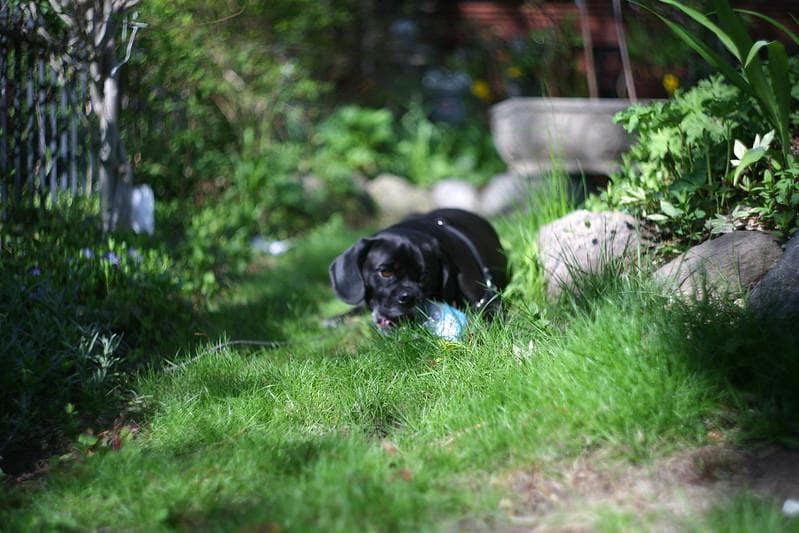 55　未使用　取説　純正ケース付ぐるぐるボケレンズ　 ヘリオス　44-2　M42