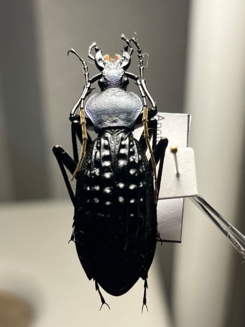 【43mm】アロウトゲオサムシ エリスカブリモドキ標本　オサムシ