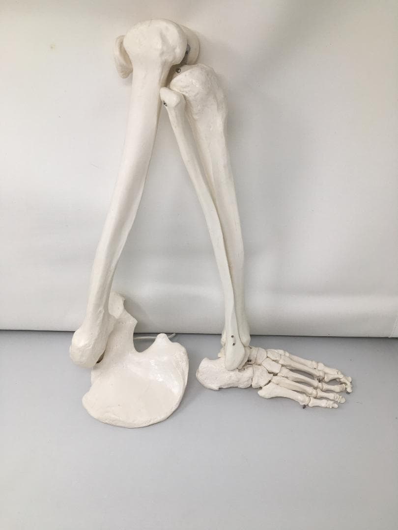 実物大 人体骨格模型　右下肢骨モデル