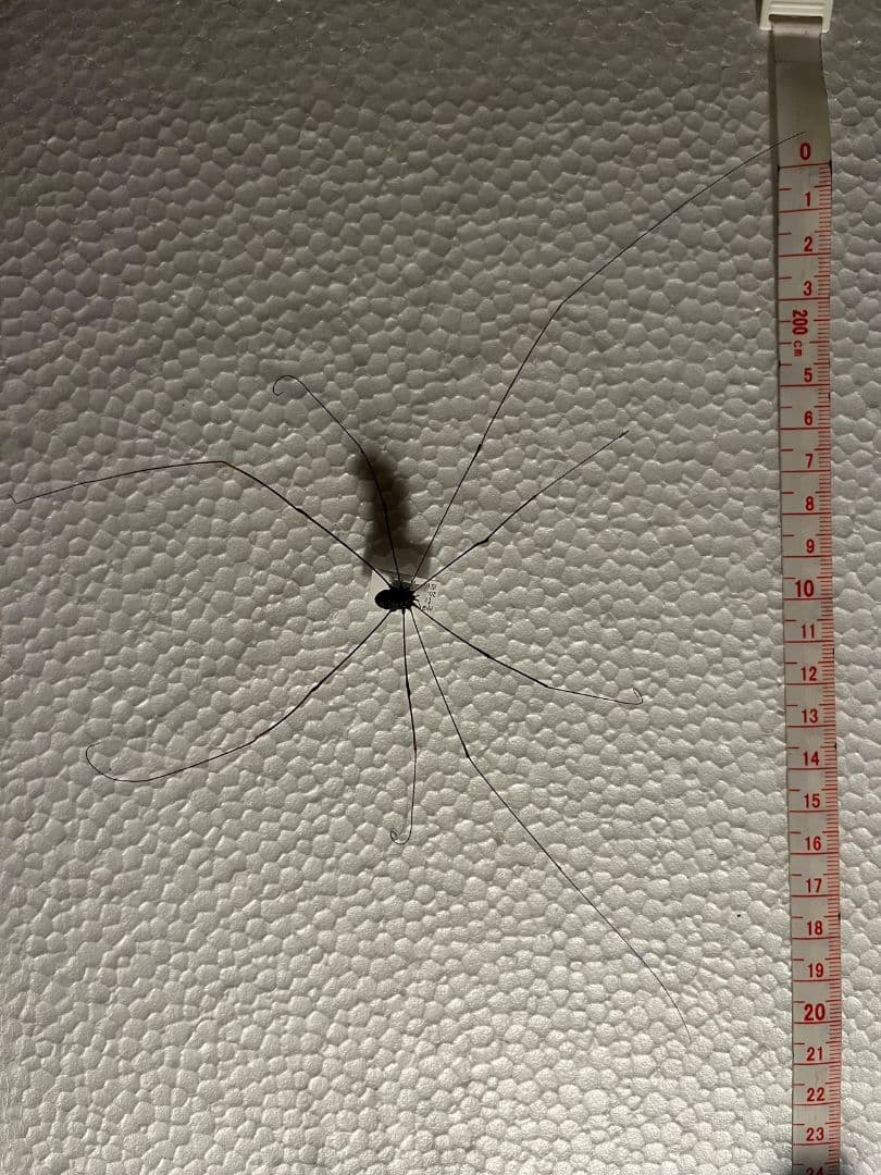 【珍標本】ヤエヤマスベザトウムシ 昆虫標本 スパイダーマンティス