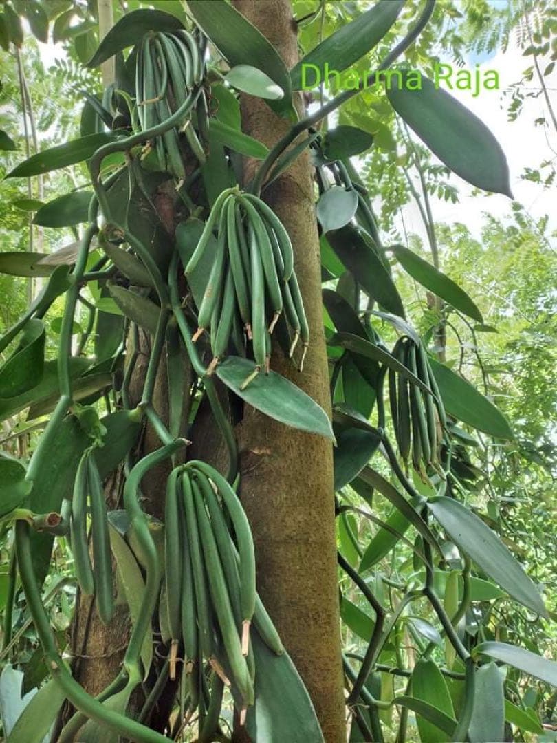 バニラビーンズ1kg(グレード　Ａ)