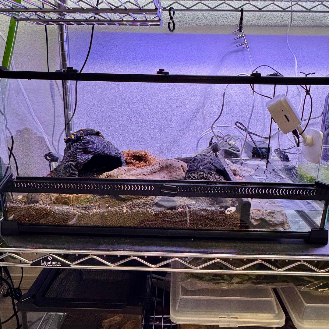 【新品】 爬虫類・両生類・昆虫用 ガラス飼育ケージ　50×30×20cm