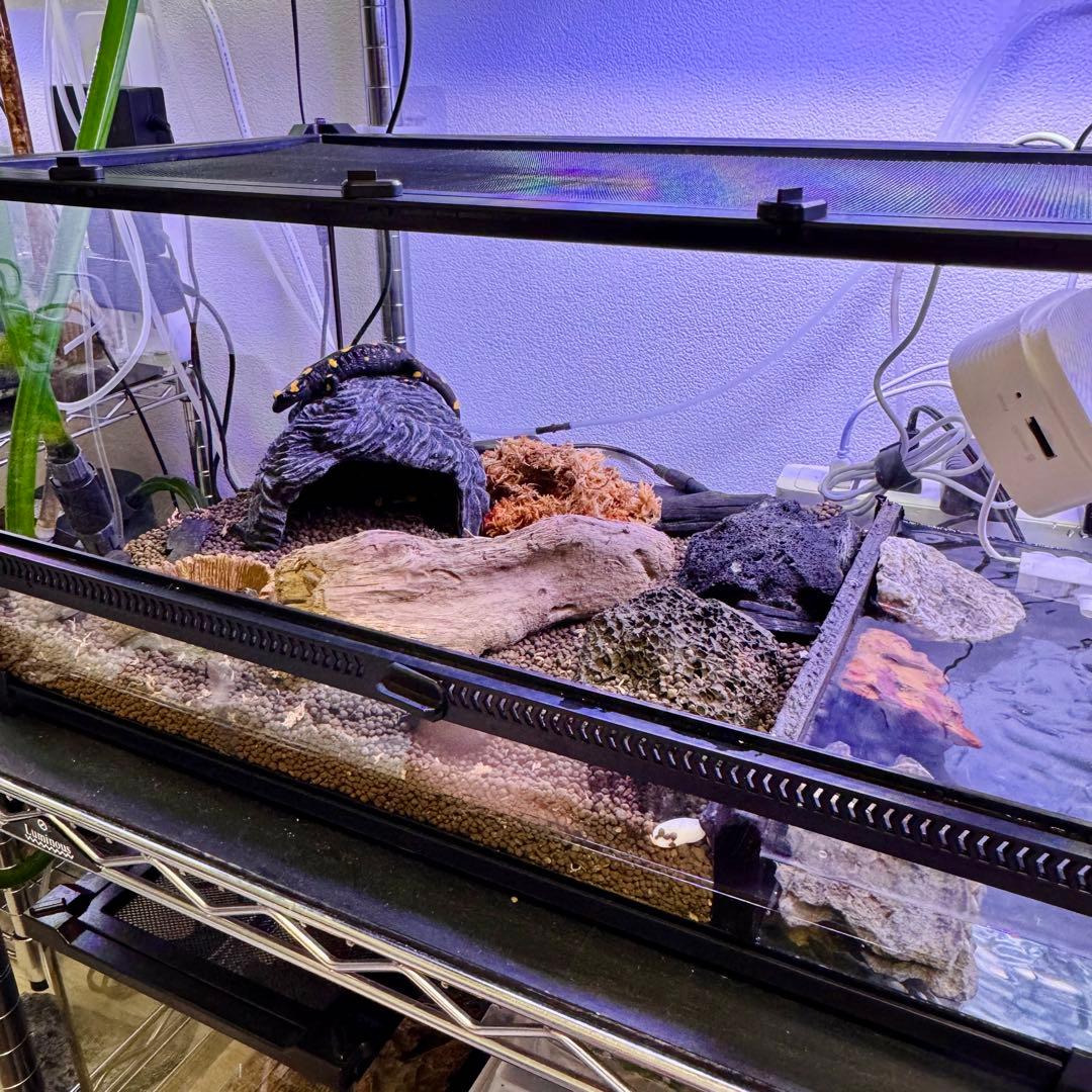 【新品】 爬虫類・両生類・昆虫用 ガラス飼育ケージ　50×30×20cm