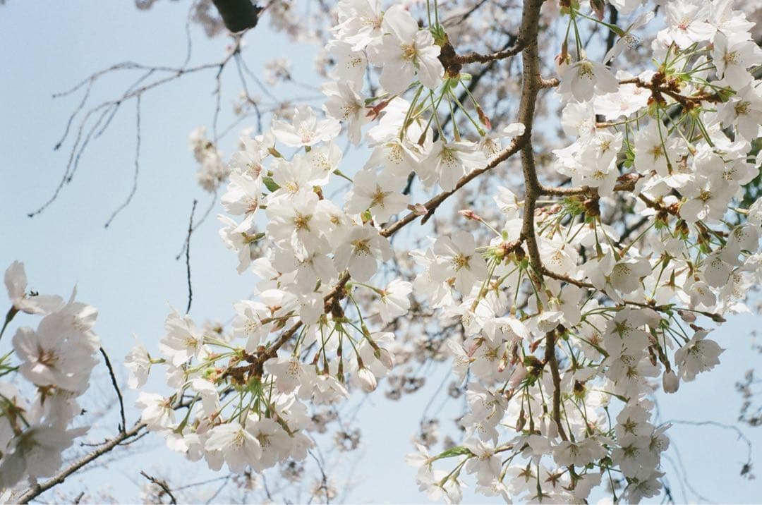 【実写確認済み】　KODAK signet 35 コダック シグネット35