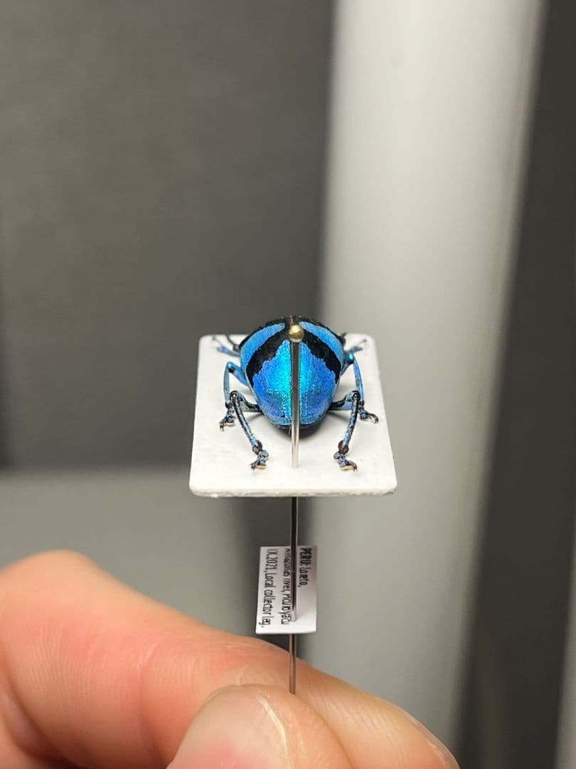 【16mm】メタリックブルーゾウムシ ペルー産 昆虫標本タマムシホウセキゾウムシ