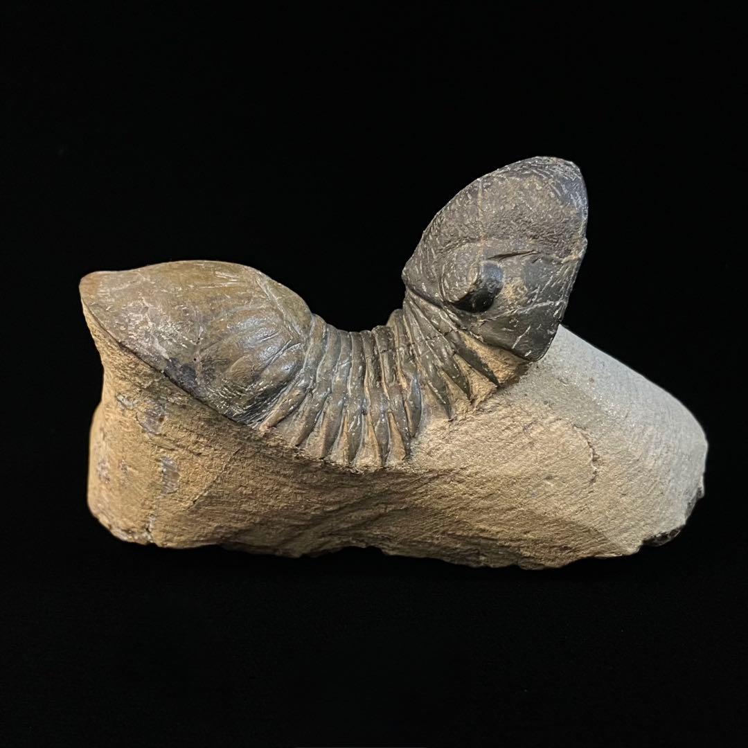 Paralejurus　三葉虫　化石　モロッコ 産