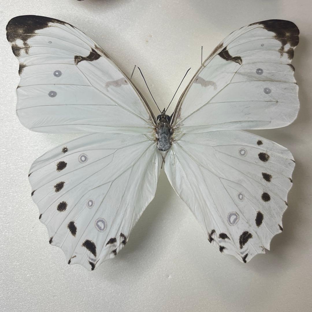 ルナモルフォ蝶標本