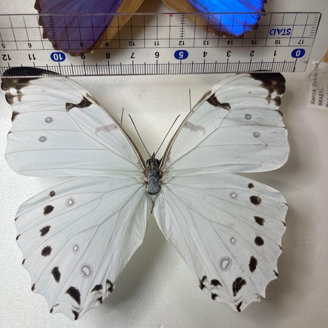 ルナモルフォ蝶標本