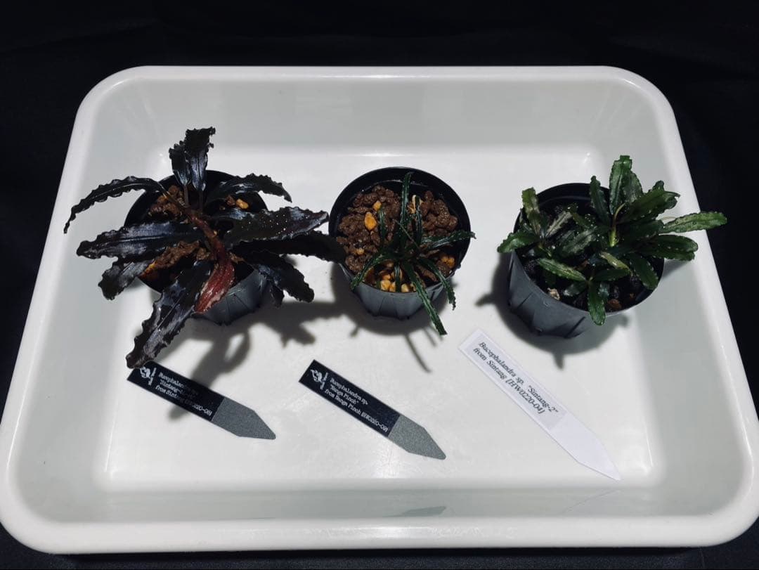 monamona【 HW便】Bucephalandraセット