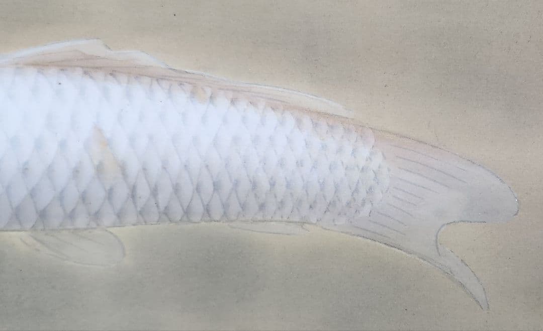 【彩鯉図】島津華山 2687 共箱二重箱仕立 掛け軸 肉筆 白コイ