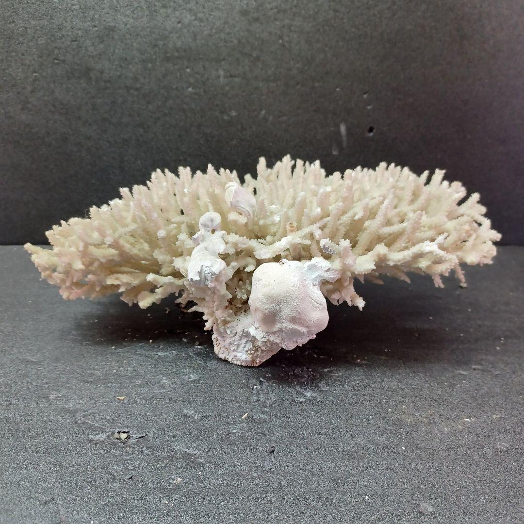 MURANO Crate&Barrel Aquatic Bowl ムラノ ボール