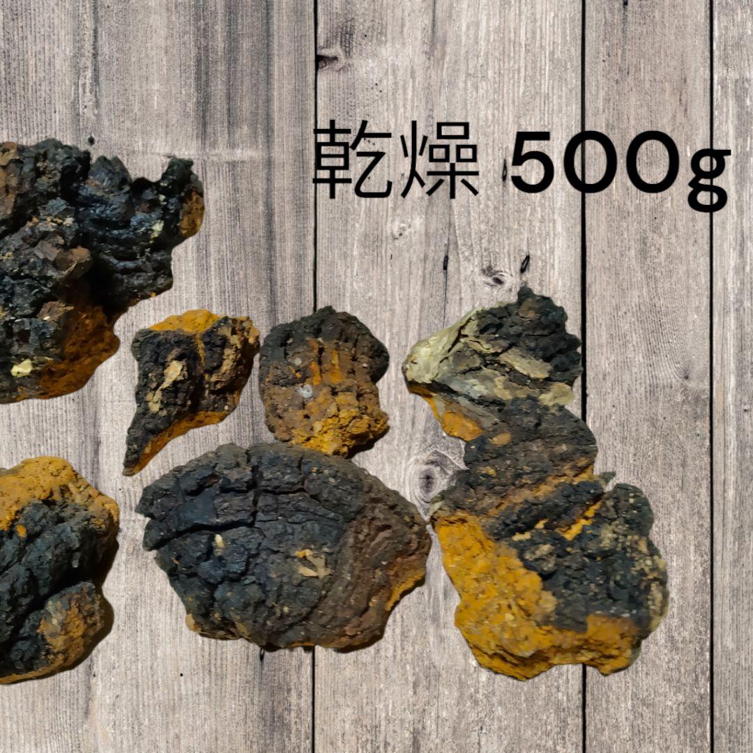 ★北海道産天然カバノアナタケ(チャーガ)　かたまり500g★送料無料★