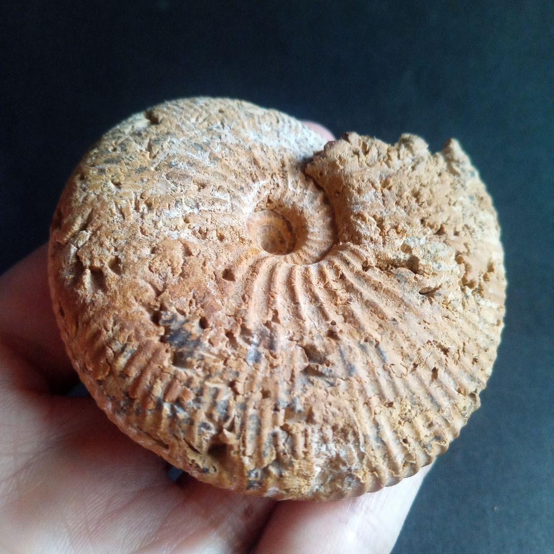 化石　骨格　標本　ジュラ紀　密巻きアンモナイト　希少種