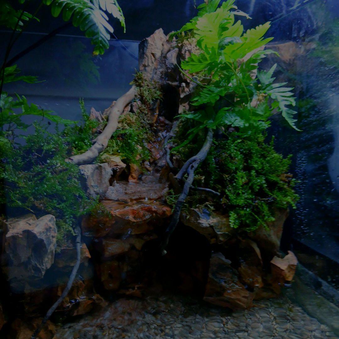 ️⭕️本日限定sale️⭕️アクアテラリウム 完成品 滝 ガラス水槽