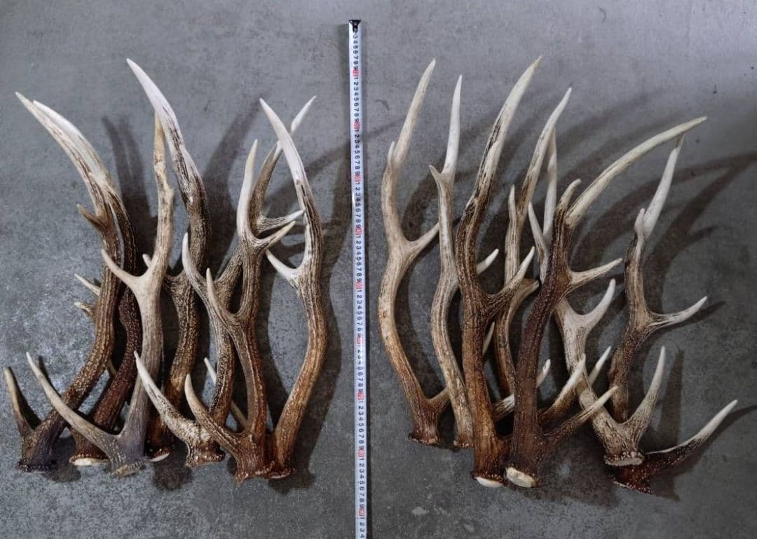 鹿の角　セット