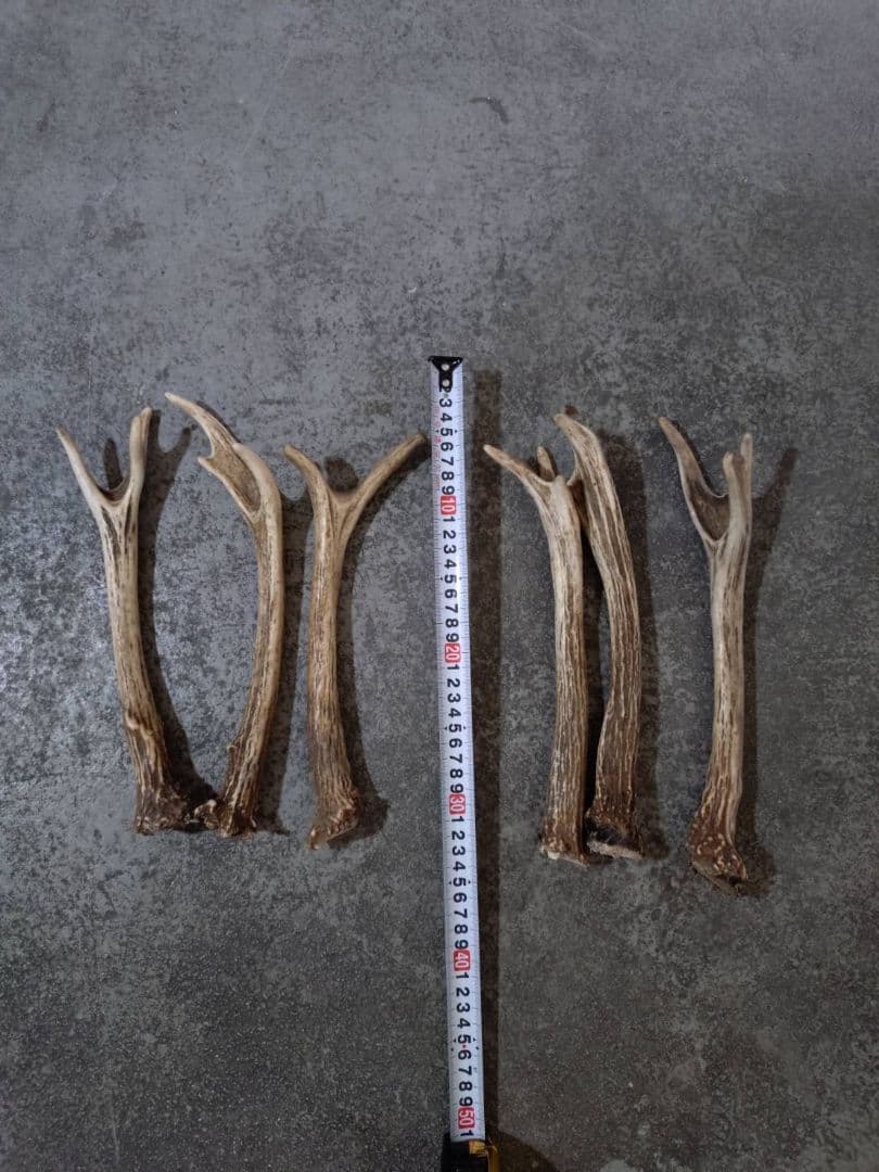 鹿の角　セット
