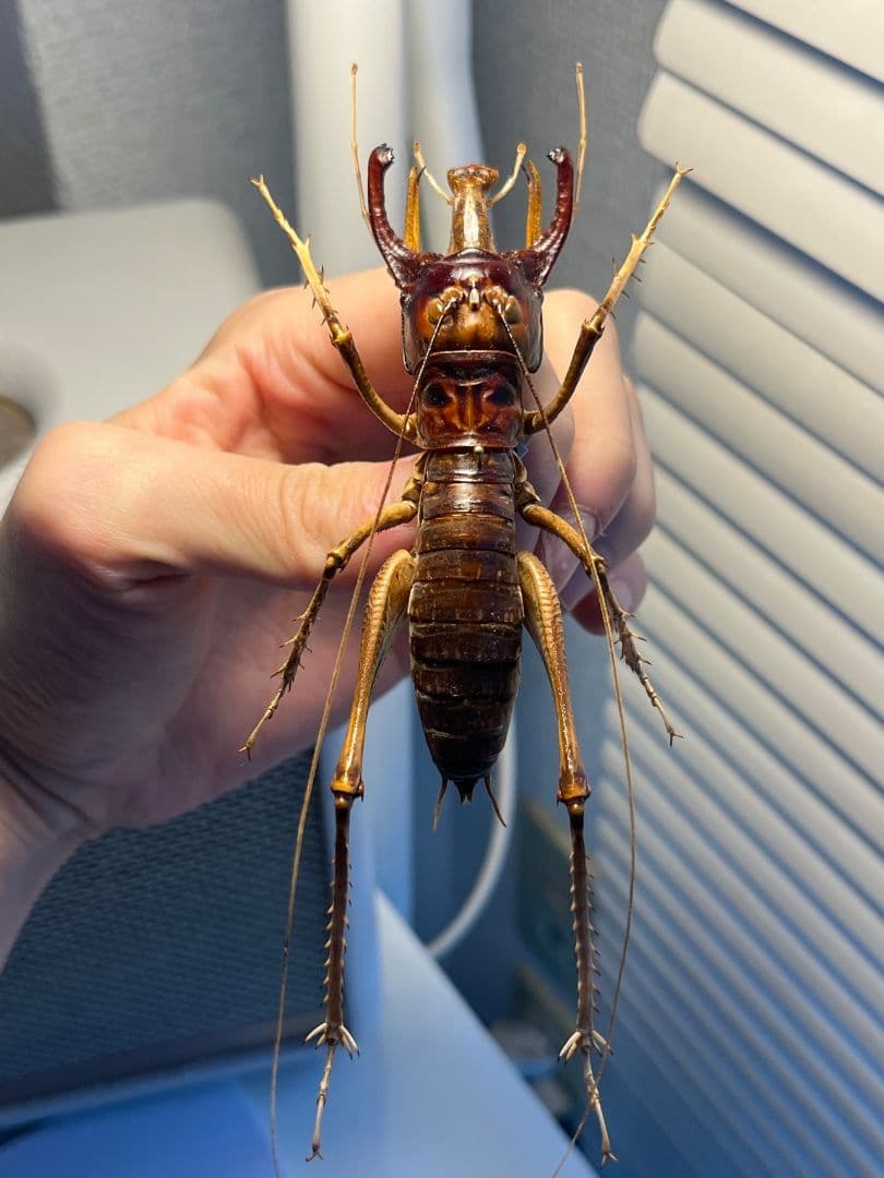 【極美展足】アゴコロギス ダイオウクロギリス オーストラリア 直翅類標本