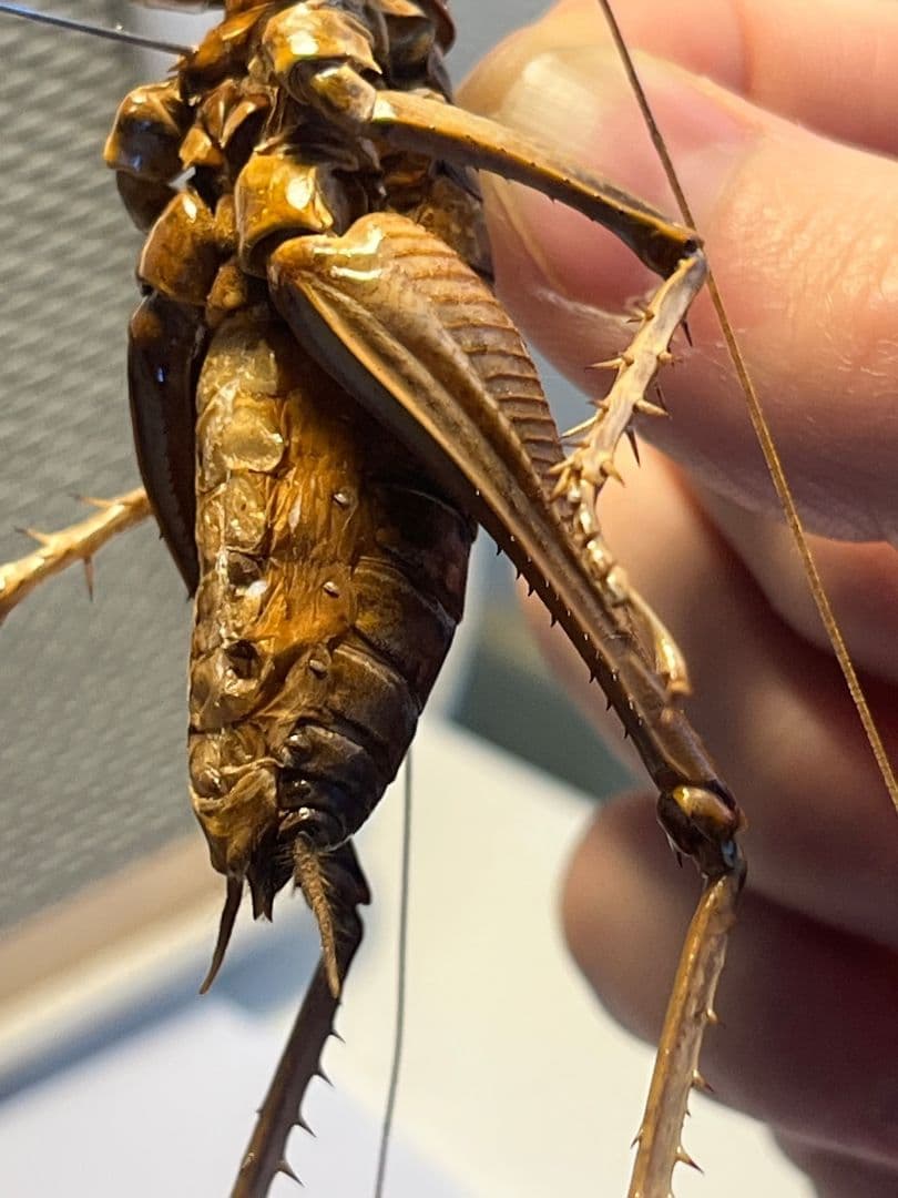 【極美展足】アゴコロギス ダイオウクロギリス オーストラリア 直翅類標本
