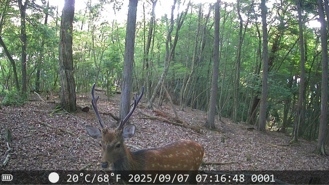 塚本無線　トレイルカメラ3台セット　WTW-TC8