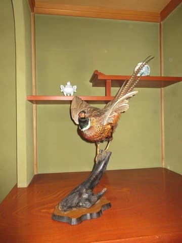 雄雉のはくせい