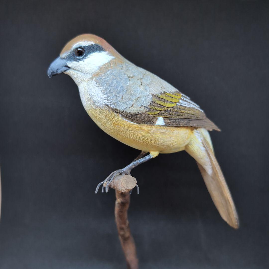 リアルな木製の野鳥　「モズ」　 木彫りの野鳥　バードカービング　野鳥彫刻