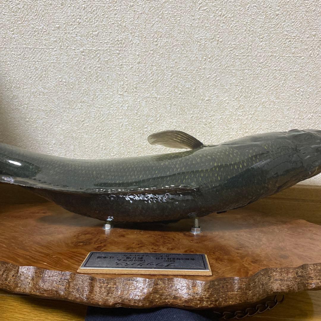 ブラックバス　剥製　インテリア壁掛けタイプ