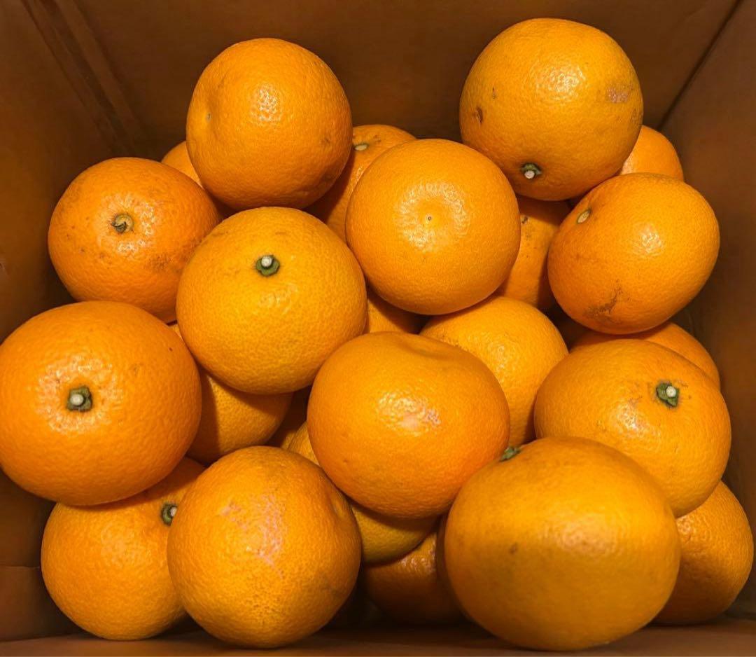 V コントア セラム 100ml×2個セット