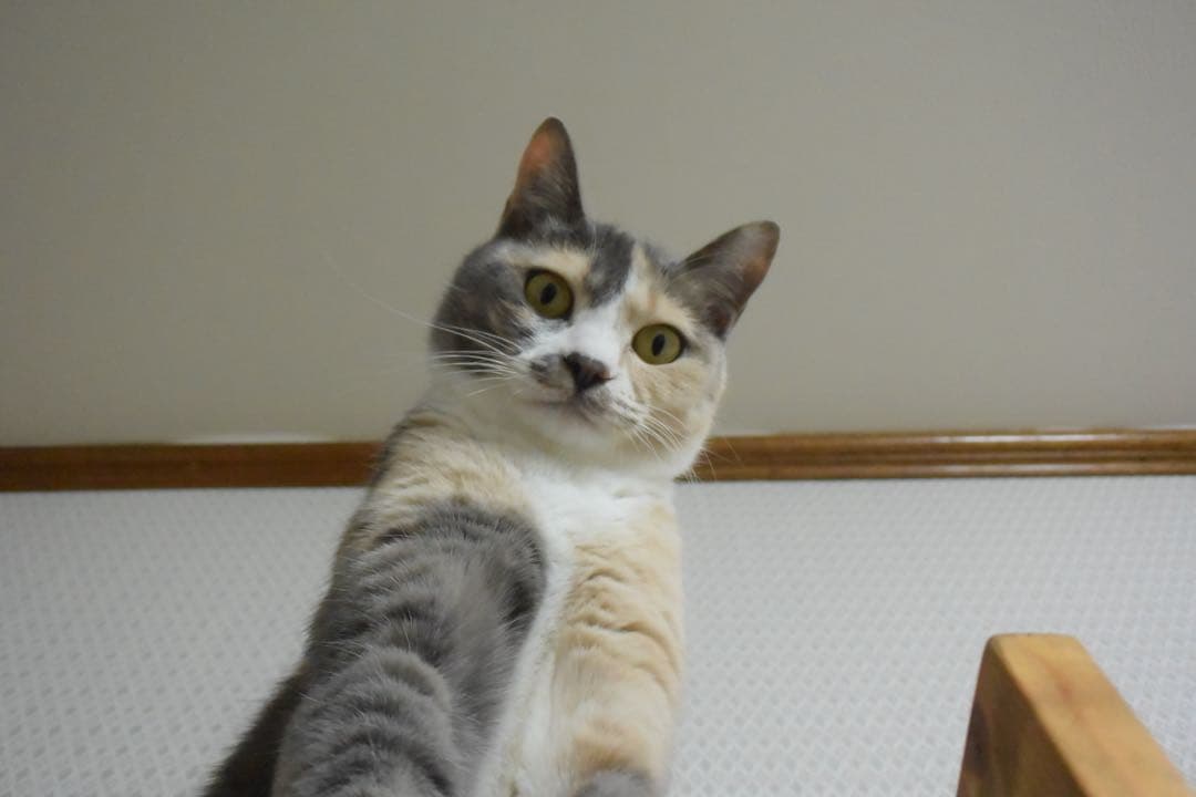 Nikon1 V3 カメラ純正バッテリー2個付き