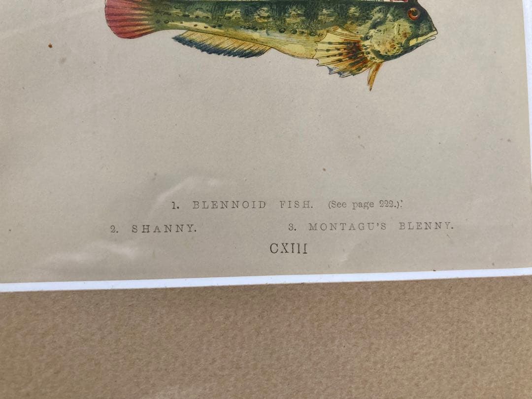 Couch 1878 Antique Fish 絵図