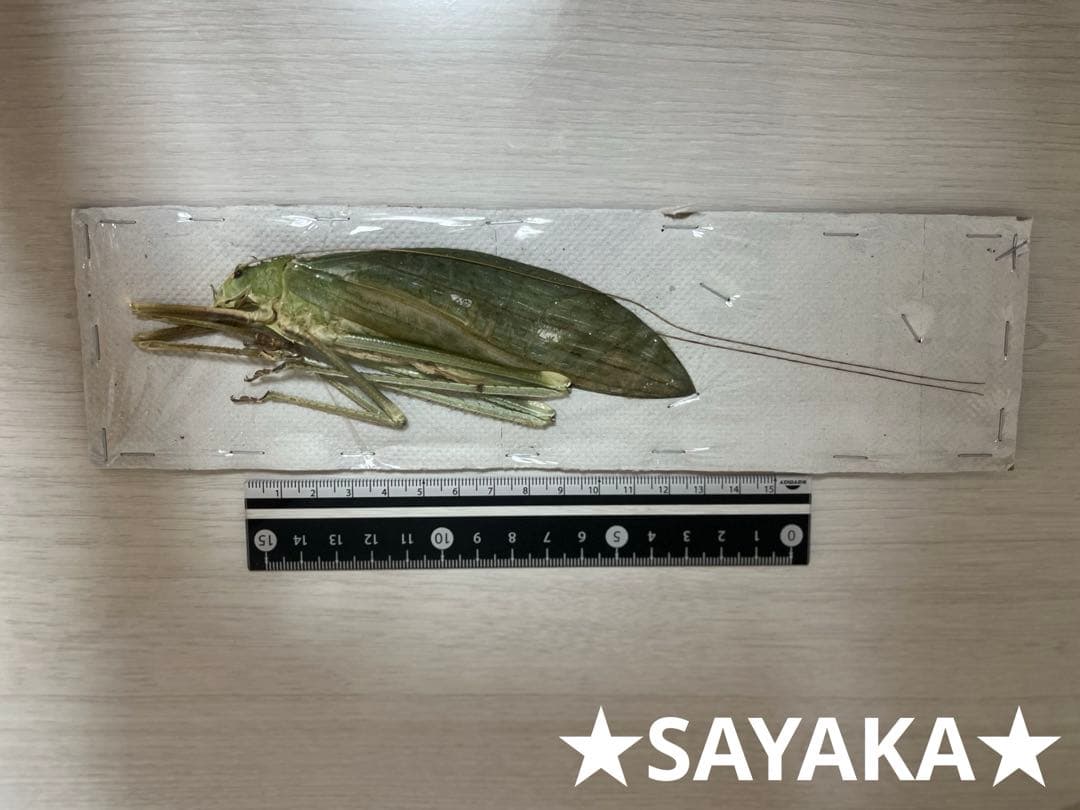 ★昆虫標本★【オオクツワムシ】マレーシア産Archbacris tenuipes