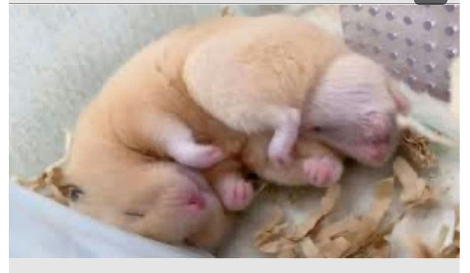 羊毛フェルト　すやすや眠るキンクマ